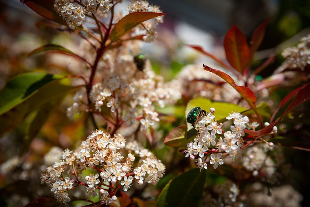 HS Gartenbau GmbH - Begrünung