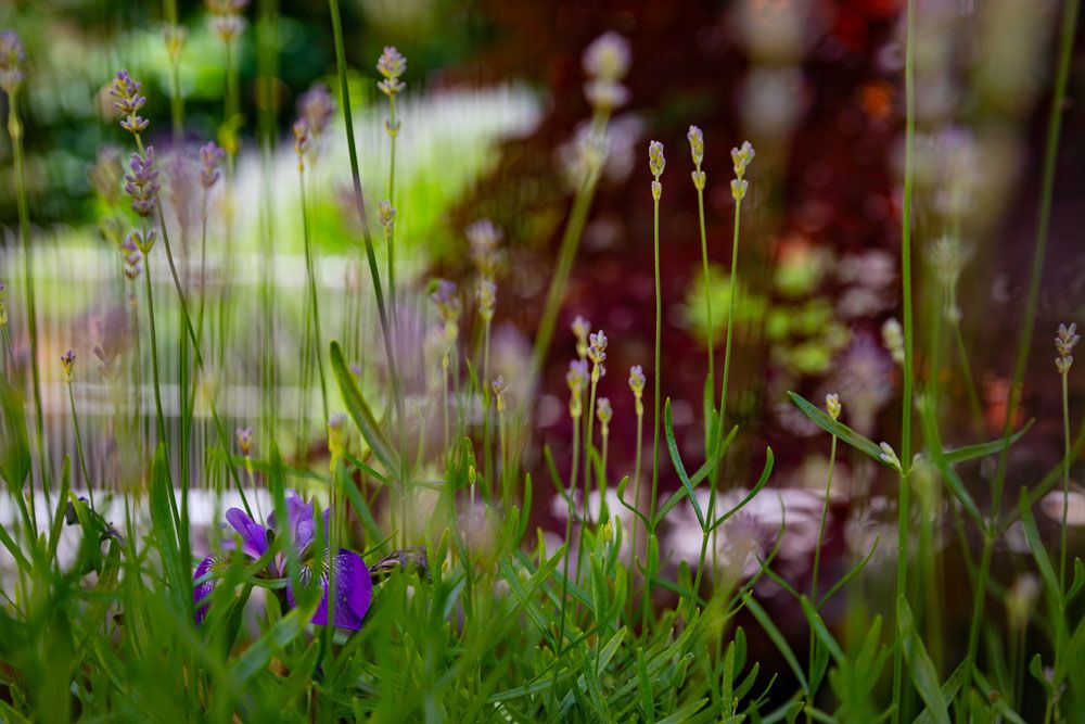 HS Gartenbau GmbH - Begrünung