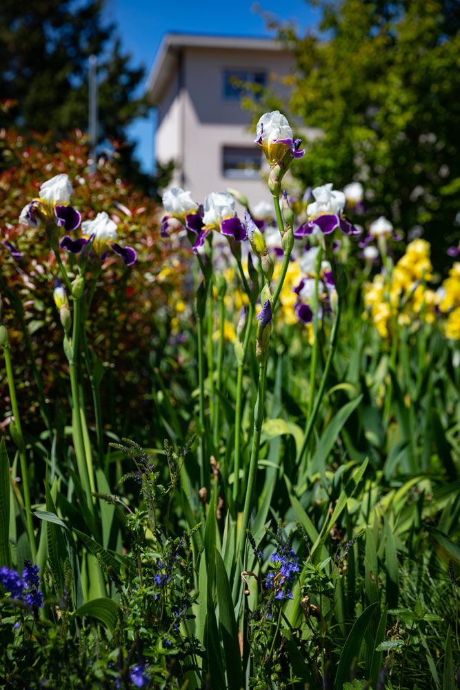 HS Gartenbau GmbH - Begrünung
