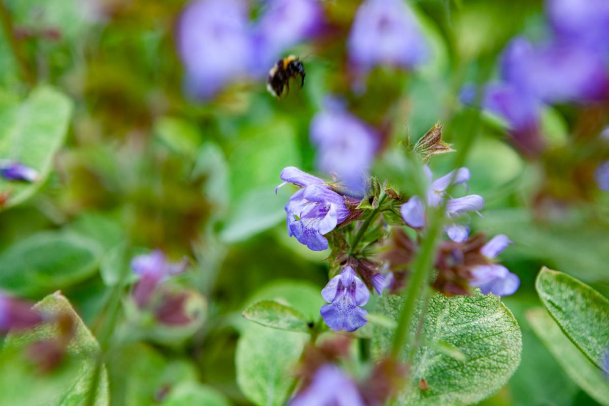 HS Gartenbau GmbH Gartenbepflanzung