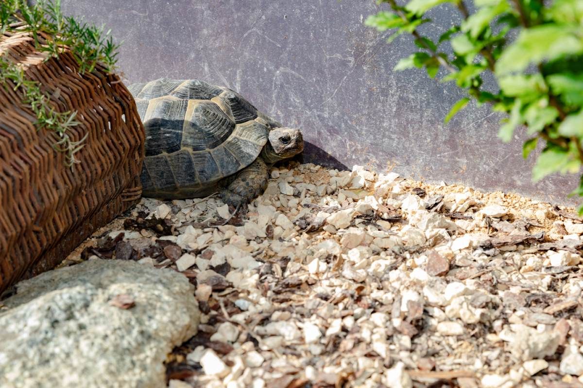 HS Gartenbau GmbH Schildkröte am Gartenteich