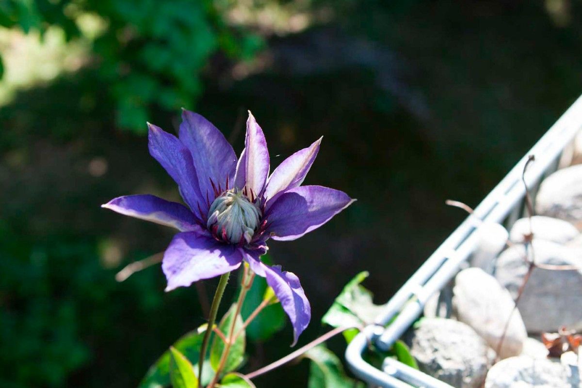 HS Gartenbau GmbH Garten